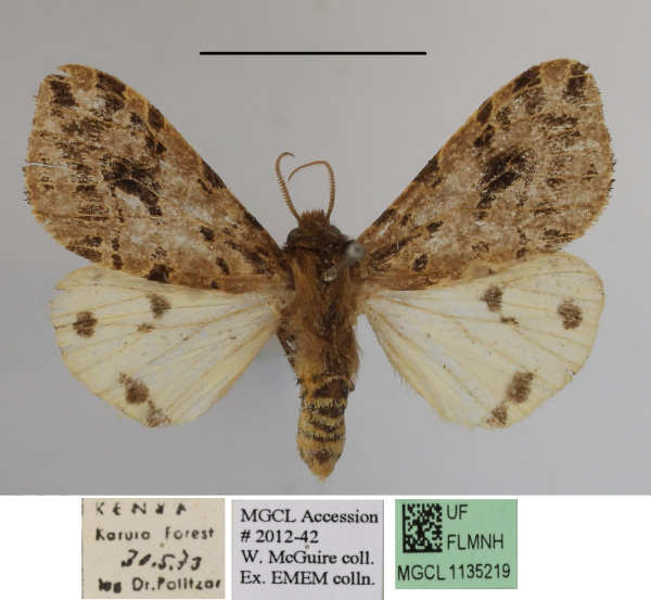 /filer/webapps/moths/media/images/K/kenyana_Afroarctia_A_MGCL_02.jpg