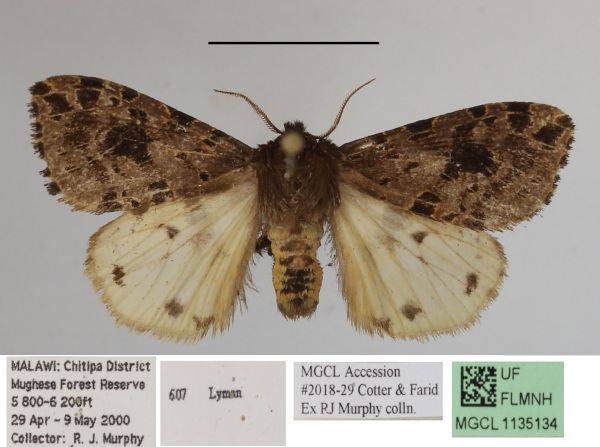 /filer/webapps/moths/media/images/K/kenyana_Afroarctia_A_MGCLa_01.jpg