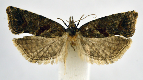 /filer/webapps/moths/media/images/K/kenyana_Phtheochroa_PT_NHMO.jpg