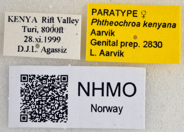 /filer/webapps/moths/media/images/K/kenyana_Phtheochroa_PT_NHMOl.jpg