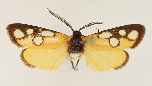 /filer/webapps/moths/media/images/K/kenyensis_Caffricola_AM_TMSA_01.jpg