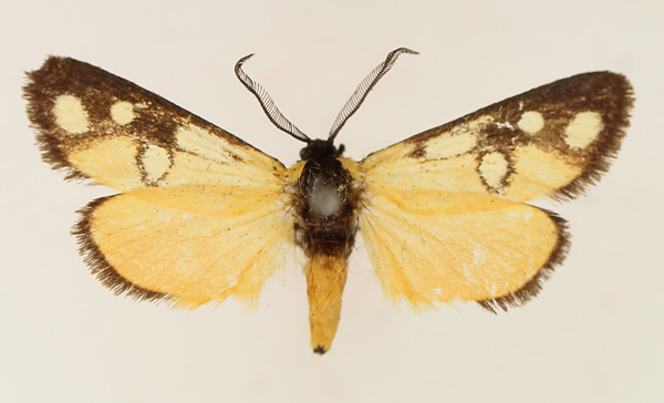 /filer/webapps/moths/media/images/K/kenyensis_Caffricola_AM_TMSA_02.jpg