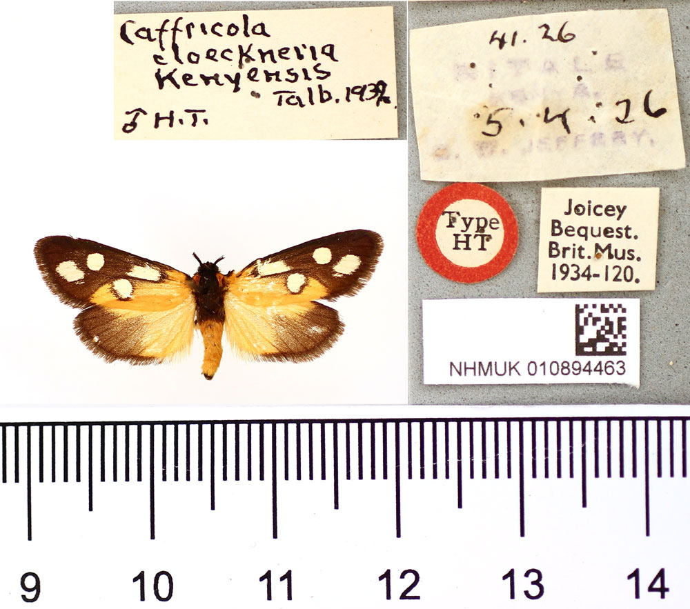 /filer/webapps/moths/media/images/K/kenyensis_Caffricola_HT_BMNH.jpg