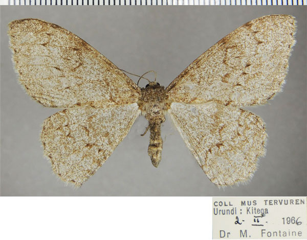 /filer/webapps/moths/media/images/K/kenyensis_Colocleora_AF_ZSM.jpg