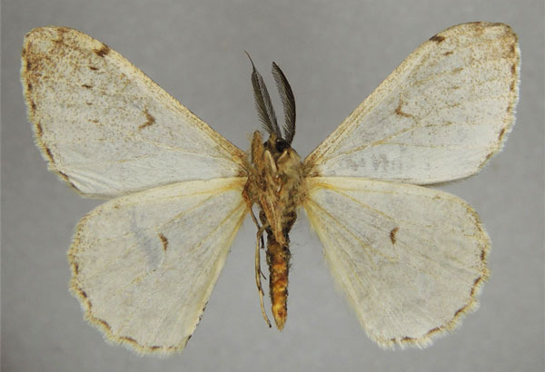/filer/webapps/moths/media/images/K/kenyensis_Colocleora_AM_ZSMb.jpg