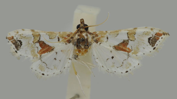 /filer/webapps/moths/media/images/K/kenyensis_Leucinodes_HT_Mally.jpg