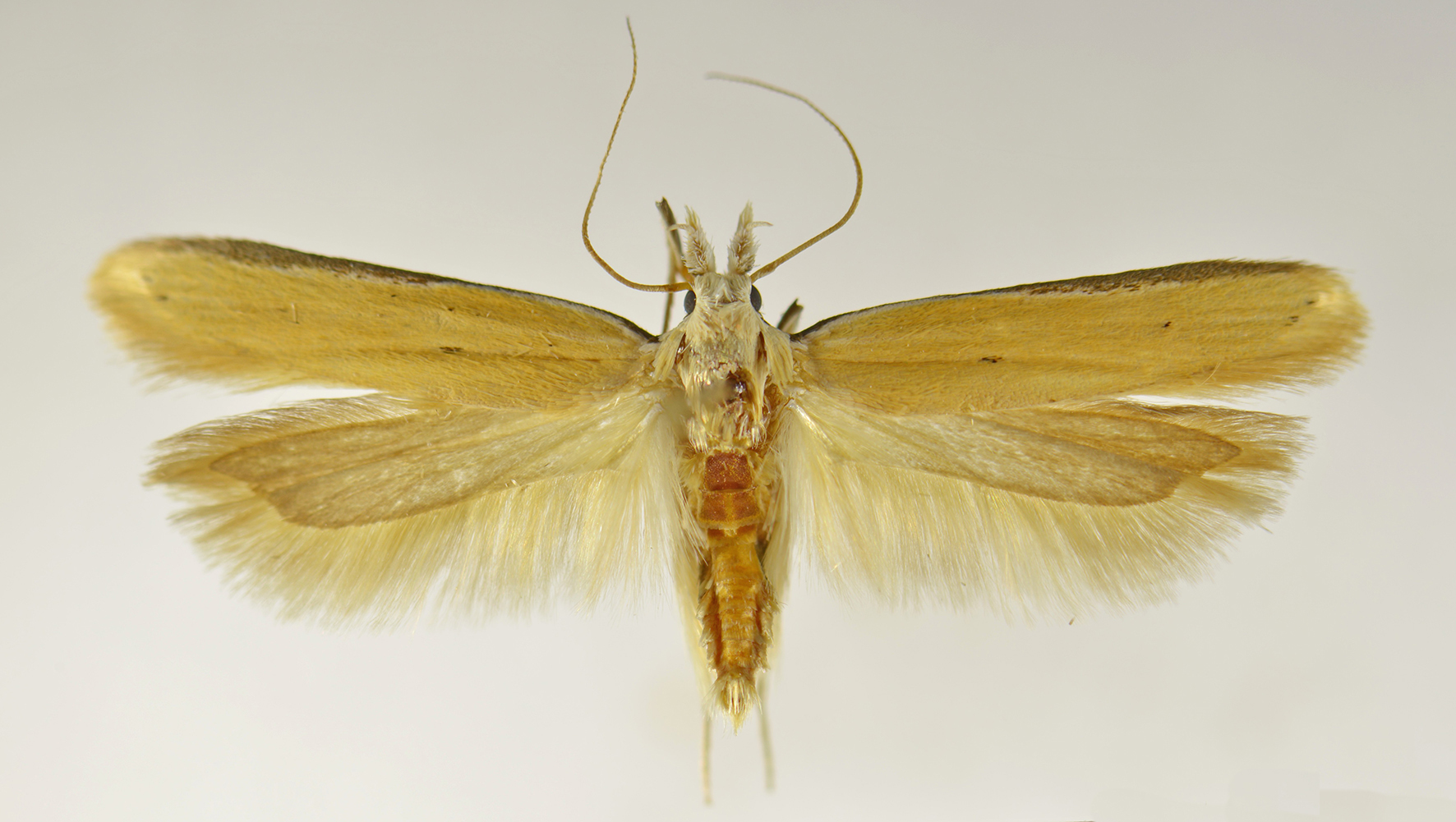 /filer/webapps/moths/media/images/K/kenyensis_Mesophleps_MPT_NHMO.jpg