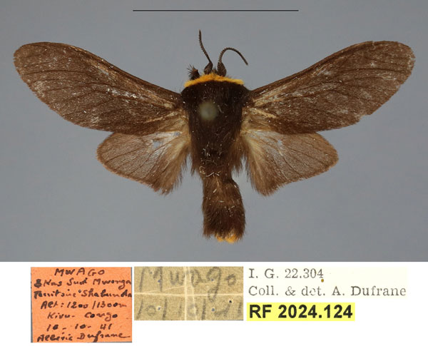 /filer/webapps/moths/media/images/K/kerkhofi_Casphalia_HT_RBINSa.jpg