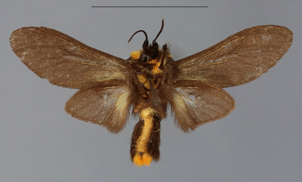 /filer/webapps/moths/media/images/K/kerkhofi_Casphalia_HT_RBINSb.jpg