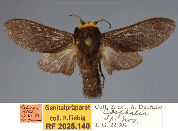 /filer/webapps/moths/media/images/K/kerkhofi_Casphalia_PTM_RBINS_01.jpg