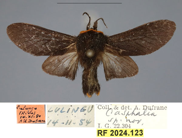 /filer/webapps/moths/media/images/K/kerkhofi_Casphalia_PTM_RBINS_02.jpg