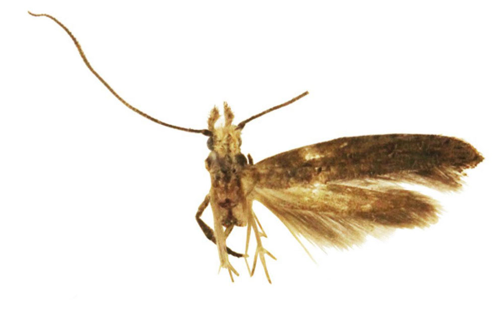 /filer/webapps/moths/media/images/K/kesslerioides_Zelleria_HT_MNHN.jpg