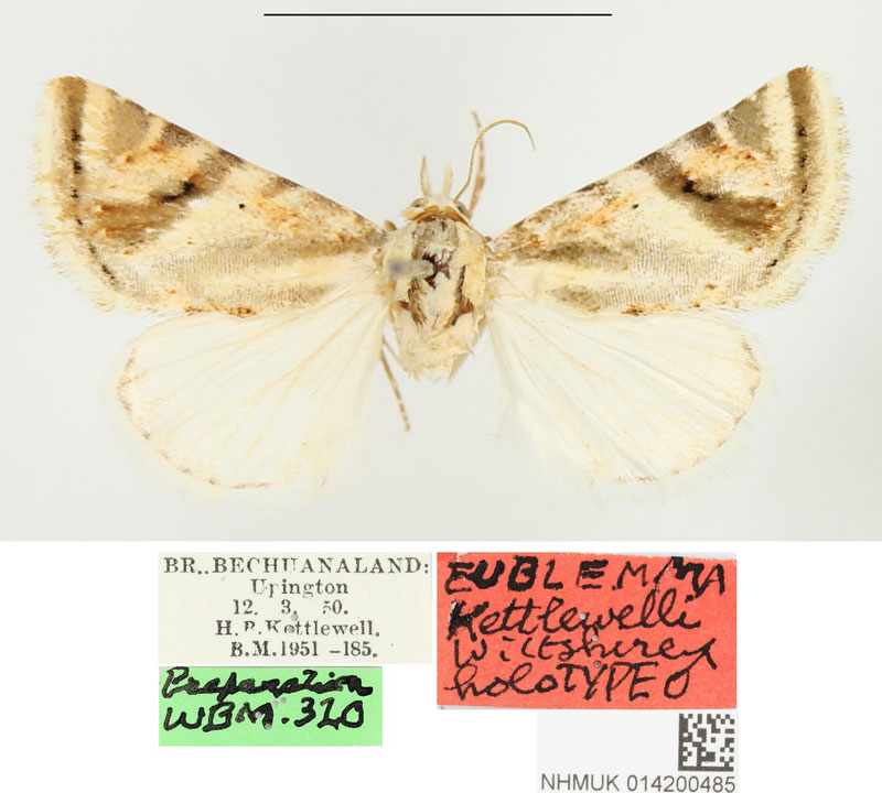 /filer/webapps/moths/media/images/K/kettlewelli_Eublemma_HT_BMNH.jpg
