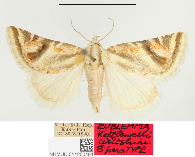 /filer/webapps/moths/media/images/K/kettlewelli_Eublemma_PTM_BMNH.jpg