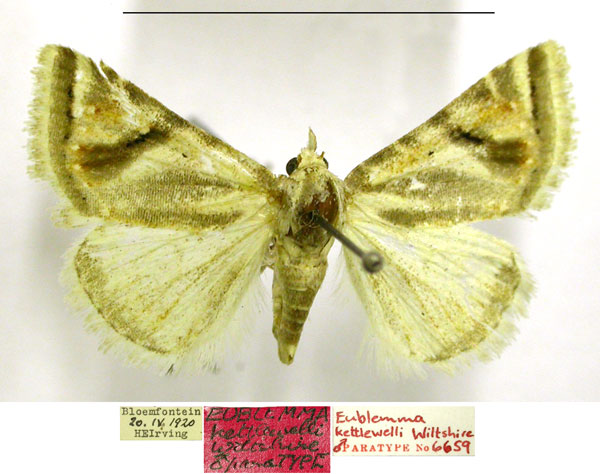 /filer/webapps/moths/media/images/K/kettlewelli_Eublemma_PTM_TMSA.jpg