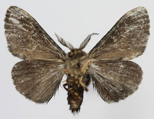 /filer/webapps/moths/media/images/K/kettlewelli_Rhypopteryx_AM_Kovtunovichb.jpg