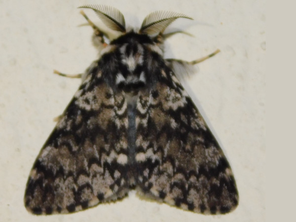 /filer/webapps/moths/media/images/K/kettlewelli_Rhypopteryx_A_Grobler.jpg