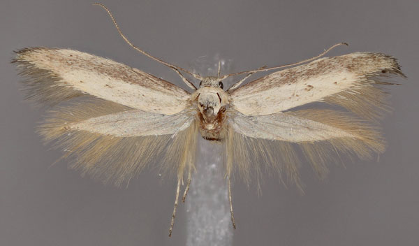 /filer/webapps/moths/media/images/K/kgalagadica_Scythris_PT_ZMUH.jpg