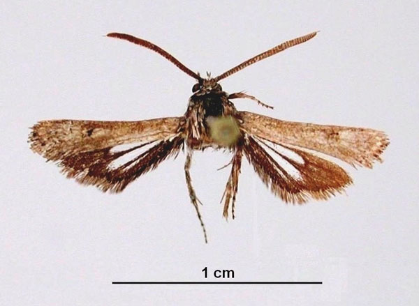 /filer/webapps/moths/media/images/K/khomasana_Echidgnathia_HT_ZSM_01.jpg