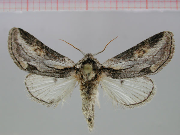 /filer/webapps/moths/media/images/K/khomasana_Thiacides_PT_ZMHB.jpg