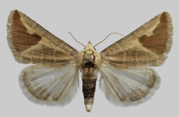 /filer/webapps/moths/media/images/K/khonoides_Eublemma_AM_RBINS.jpg