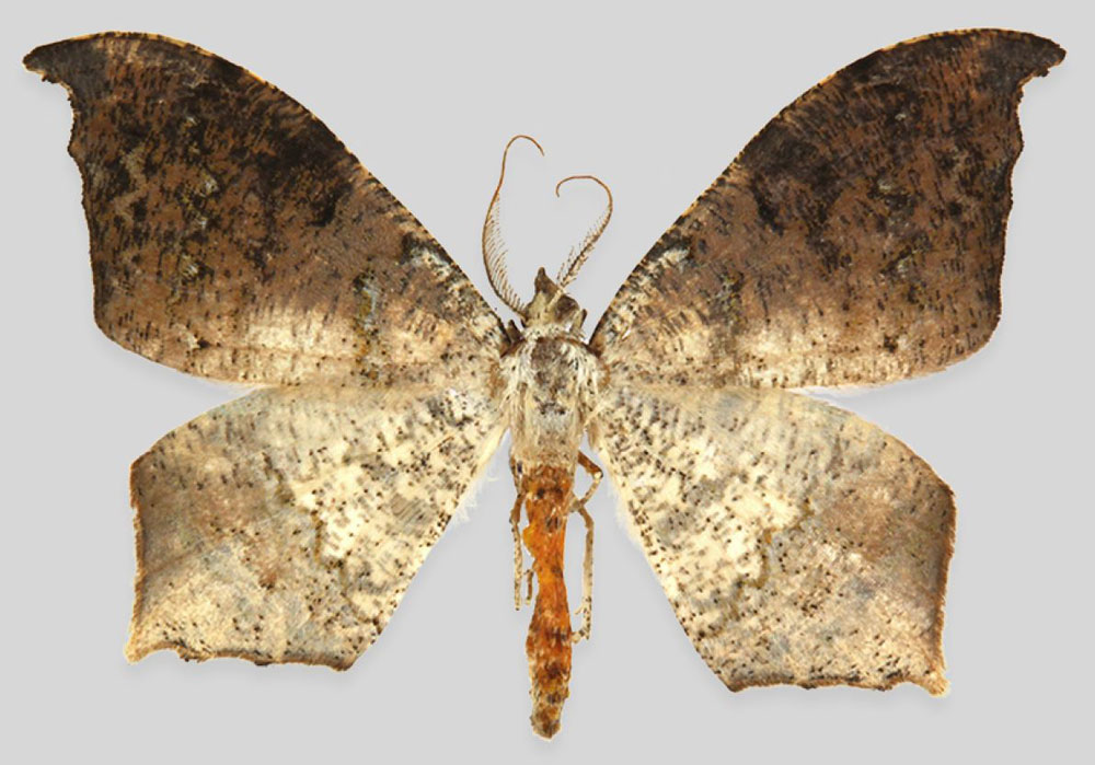 /filer/webapps/moths/media/images/K/kibala_Mesothisa_HT_ZSMa.jpg