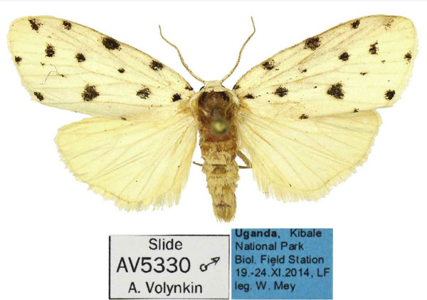 /filer/webapps/moths/media/images/K/kibale_Siccia_HT_MfN.jpg
