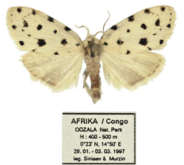/filer/webapps/moths/media/images/K/kibale_Siccia_PTM_Mueller.jpg