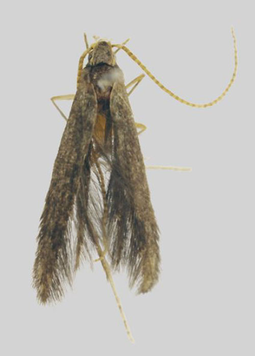 /filer/webapps/moths/media/images/K/kibalensis_Coleophora_HT_MfN.jpg