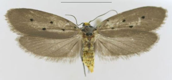 /filer/webapps/moths/media/images/K/kibalensis_Ethmia_PTM_MfN.jpg