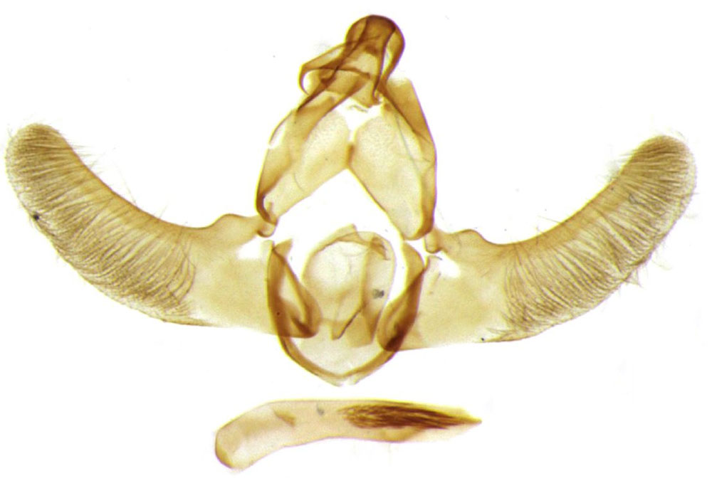 /filer/webapps/moths/media/images/K/kibalensis_Thubdora_GMPT_ZMHB_CIS7068.jpg