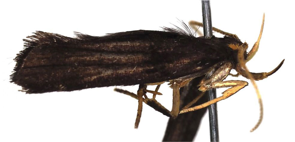 /filer/webapps/moths/media/images/K/kibalensis_Thubdora_PT_ZMHB.jpg