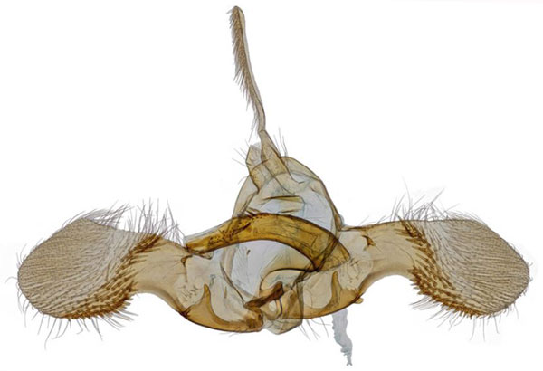 /filer/webapps/moths/media/images/K/kibalensis_Ubawamzuri_GMHT_NHMO_4330.jpg