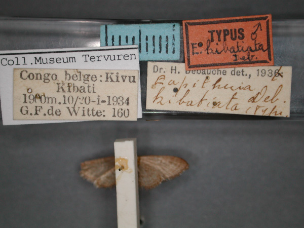 /filer/webapps/moths/media/images/K/kibatiata_Eupithecia_HT_RMCA_02.jpg