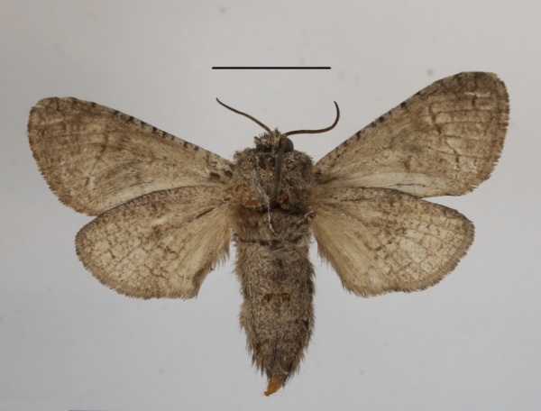 /filer/webapps/moths/media/images/K/kibwezi_Mirocossus_A_MGCLb.JPG