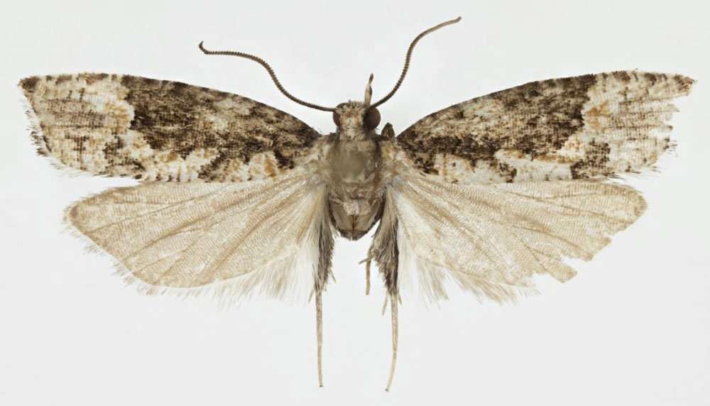 /filer/webapps/moths/media/images/K/kigogoensis_Megaherpystis_HT_NHMO.jpg