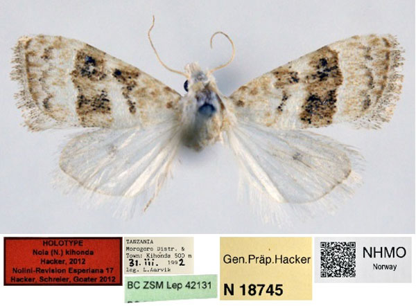 /filer/webapps/moths/media/images/K/kihonda_Nola_HT_NHMO.jpg