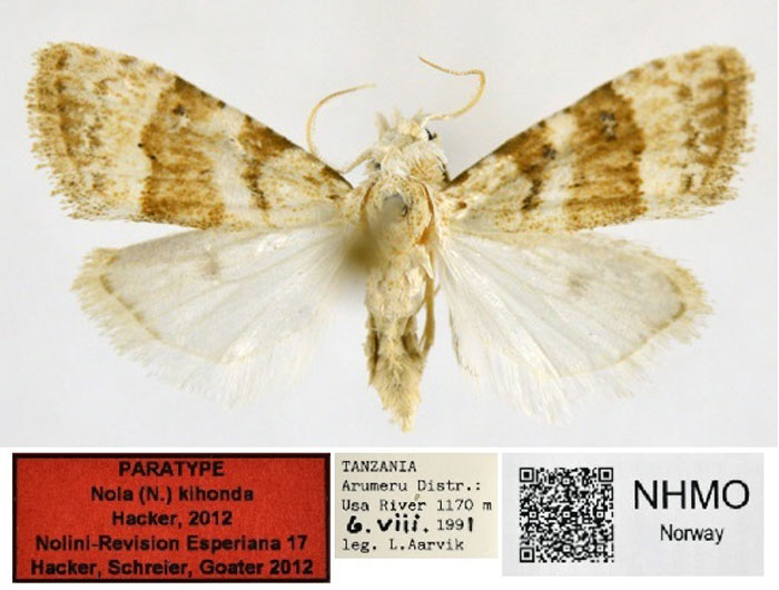 /filer/webapps/moths/media/images/K/kihonda_Nola_PT_NHMO.jpg