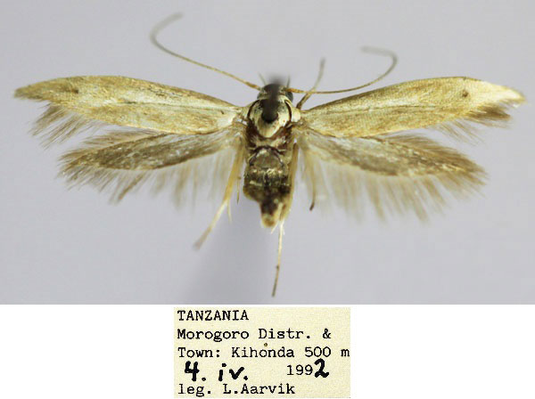 /filer/webapps/moths/media/images/K/kihondensis_Scythris_HT_NHMO_ZB2IoeK.jpg