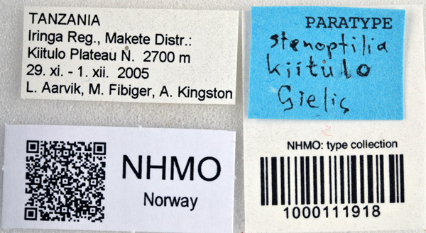 /filer/webapps/moths/media/images/K/kiitulo_Stenoptilia_PT_NHMOl.jpg