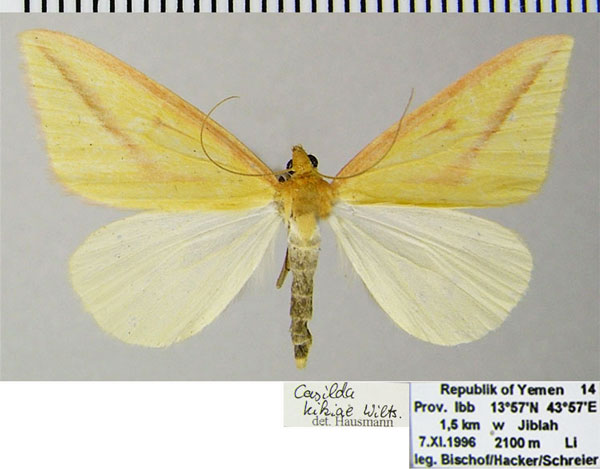 /filer/webapps/moths/media/images/K/kikiae_Rhodometra_AF_ZSM.jpg