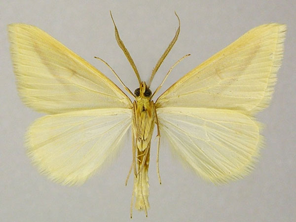 /filer/webapps/moths/media/images/K/kikiae_Rhodometra_AM_ZSMb.jpg