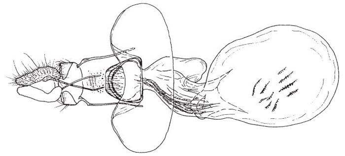 /filer/webapps/moths/media/images/K/kikuayana_Accra_GFHT_BMNH.jpg