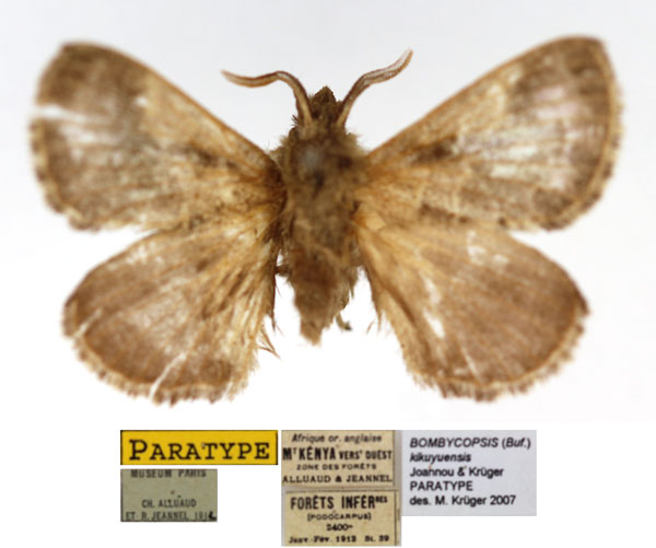 /filer/webapps/moths/media/images/K/kikuyuensis_Bombycopsis_PTM_MNHN.jpg