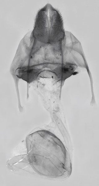 /filer/webapps/moths/media/images/K/kikuyuensis_Sesamia_GFPT_MNHN_263.jpg
