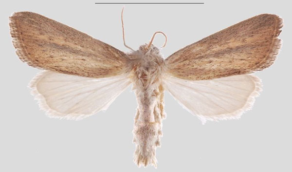 /filer/webapps/moths/media/images/K/kikuyuensis_Sesamia_HT_MNHNa.jpg