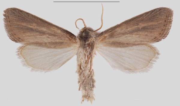 /filer/webapps/moths/media/images/K/kikuyuensis_Sesamia_HT_MNHNb.jpg