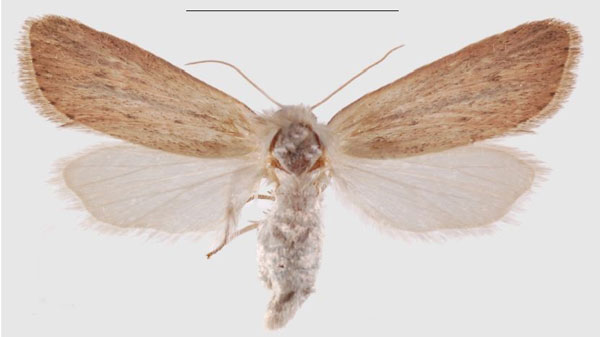 /filer/webapps/moths/media/images/K/kikuyuensis_Sesamia_PTF_MNHNa.jpg