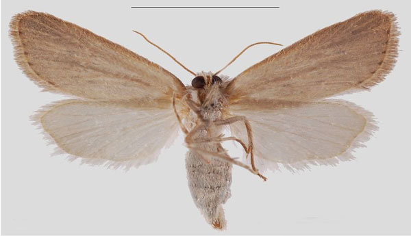 /filer/webapps/moths/media/images/K/kikuyuensis_Sesamia_PTF_MNHNb.jpg