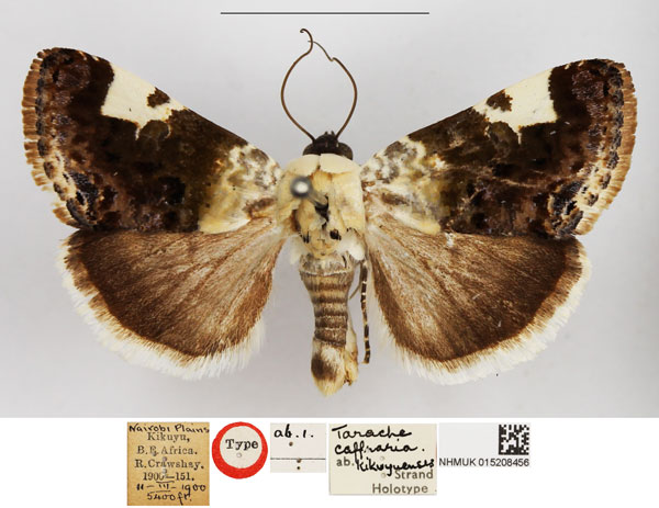 /filer/webapps/moths/media/images/K/kikuyuensis_Tarache_HT_NHMUK.jpg